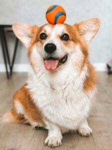 Cute corgi dog balances a ball on its head indoors, showcasing its playful nature.